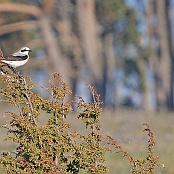 Northern Wheatear  "Oenanthe oenanthe"